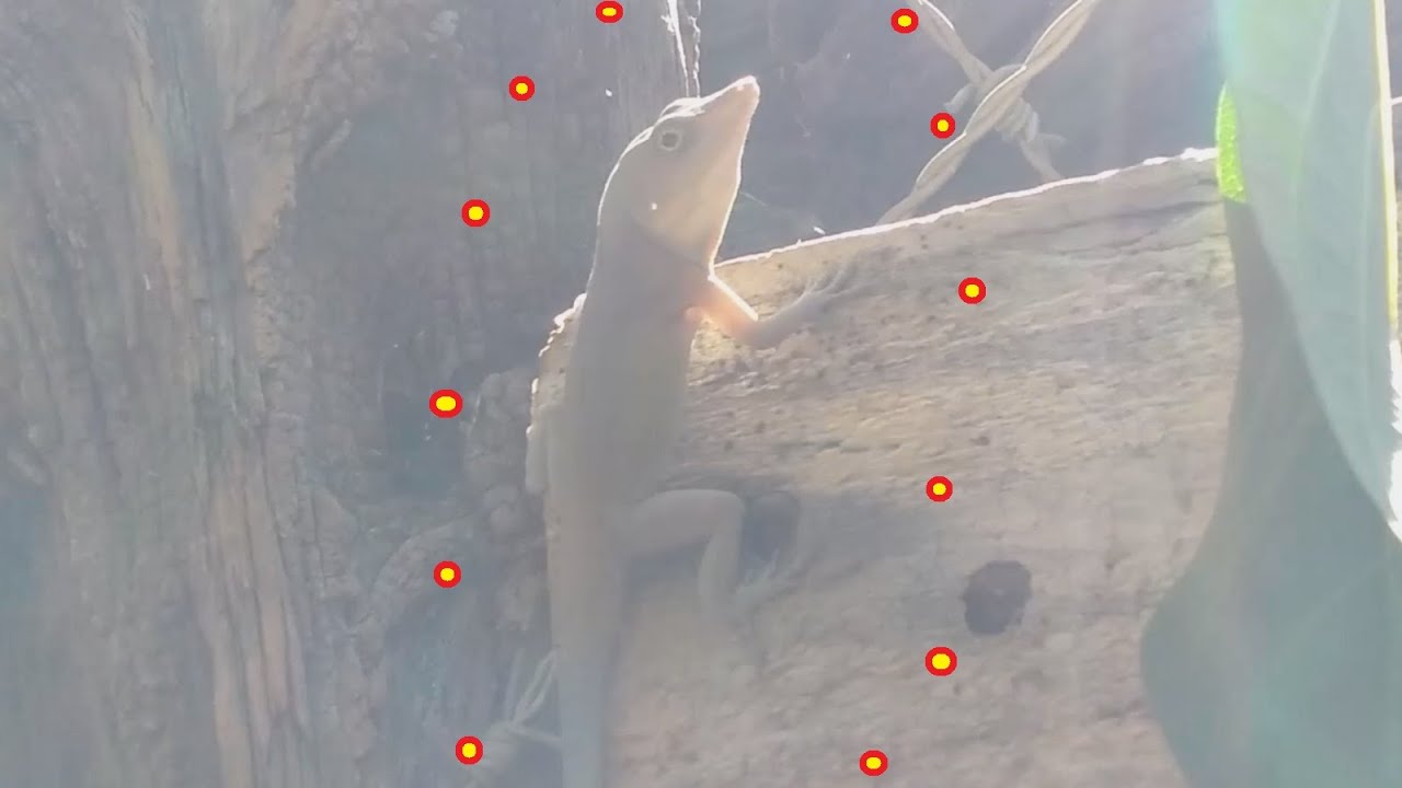 Shine, Glow, Be the Star..... | LIZARD EARTH | 