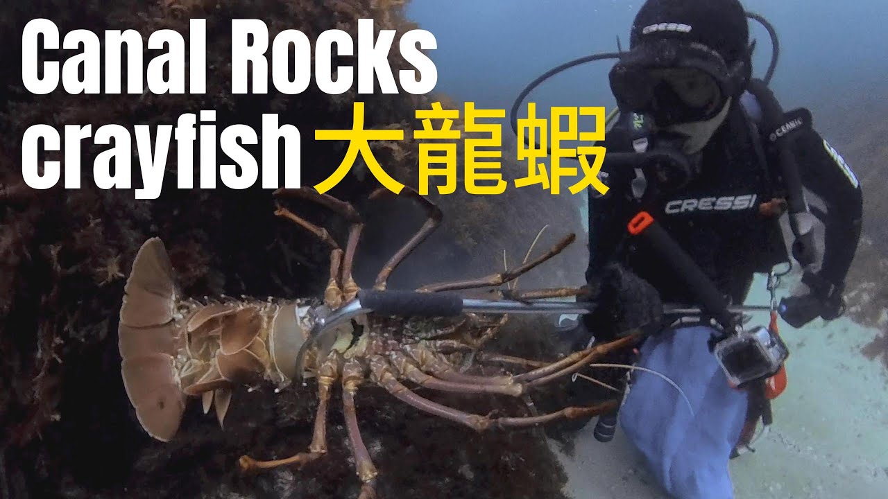 西澳潛水 抓澳龍 Canal Rocks的龍蝦 每隻都是大龍蝦 吃一隻可以當一餐 [Diving in Western Australia ...