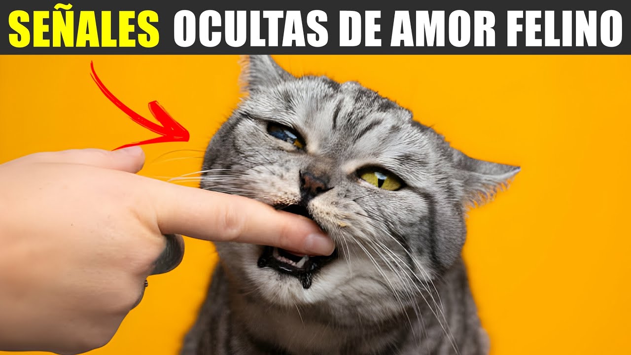 12 SEÑALES SECRETAS de que tu Gato TE AMA pero Tú NO LO SABES 🔥