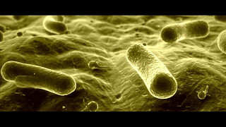 Plastfarb - opakowania kompostowalne.