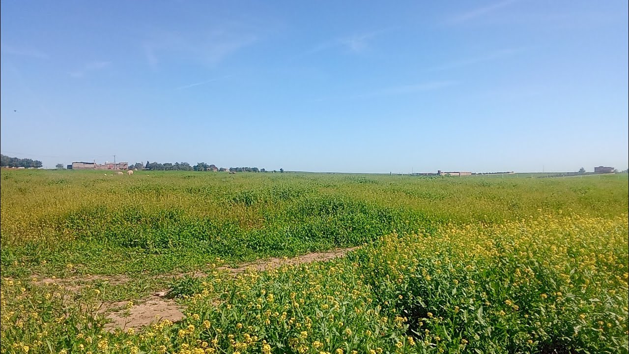 هانتوما لعجل فينمشا والحمد لله 