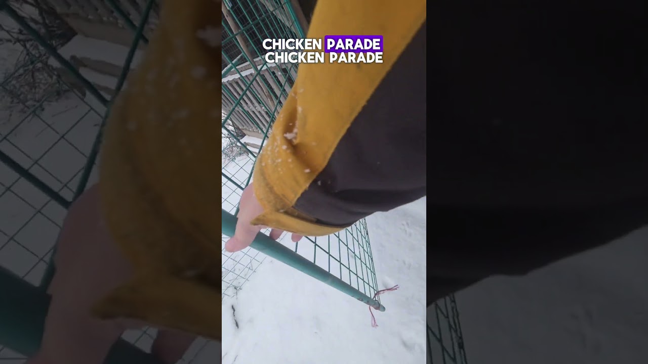 Chickens