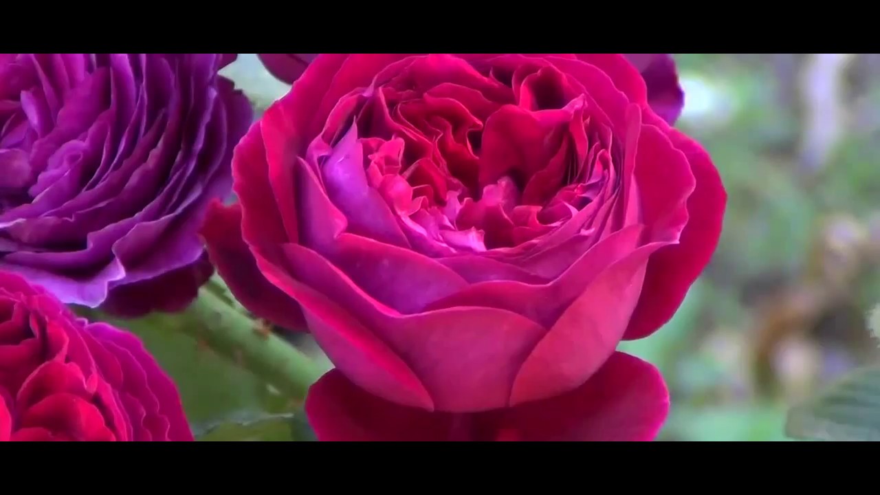 Rose Falstaff (Фальстафф роза) - YouTube