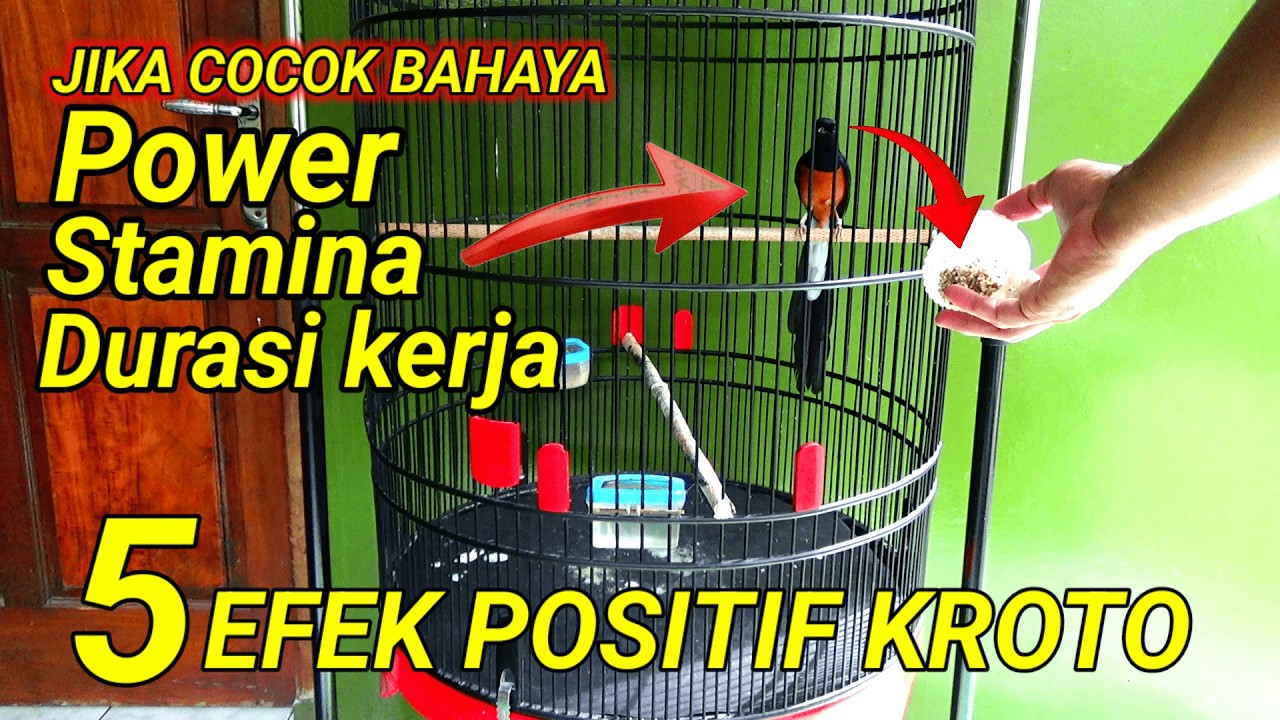 CERMATI INI | efek positif KROTO untuk MURAI BATU LAPANGAN ‼️