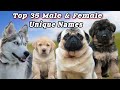 Top 35 Unique Male & Female Dog Names || Unique 35 Names In 2025 || Dogs Name 🤗