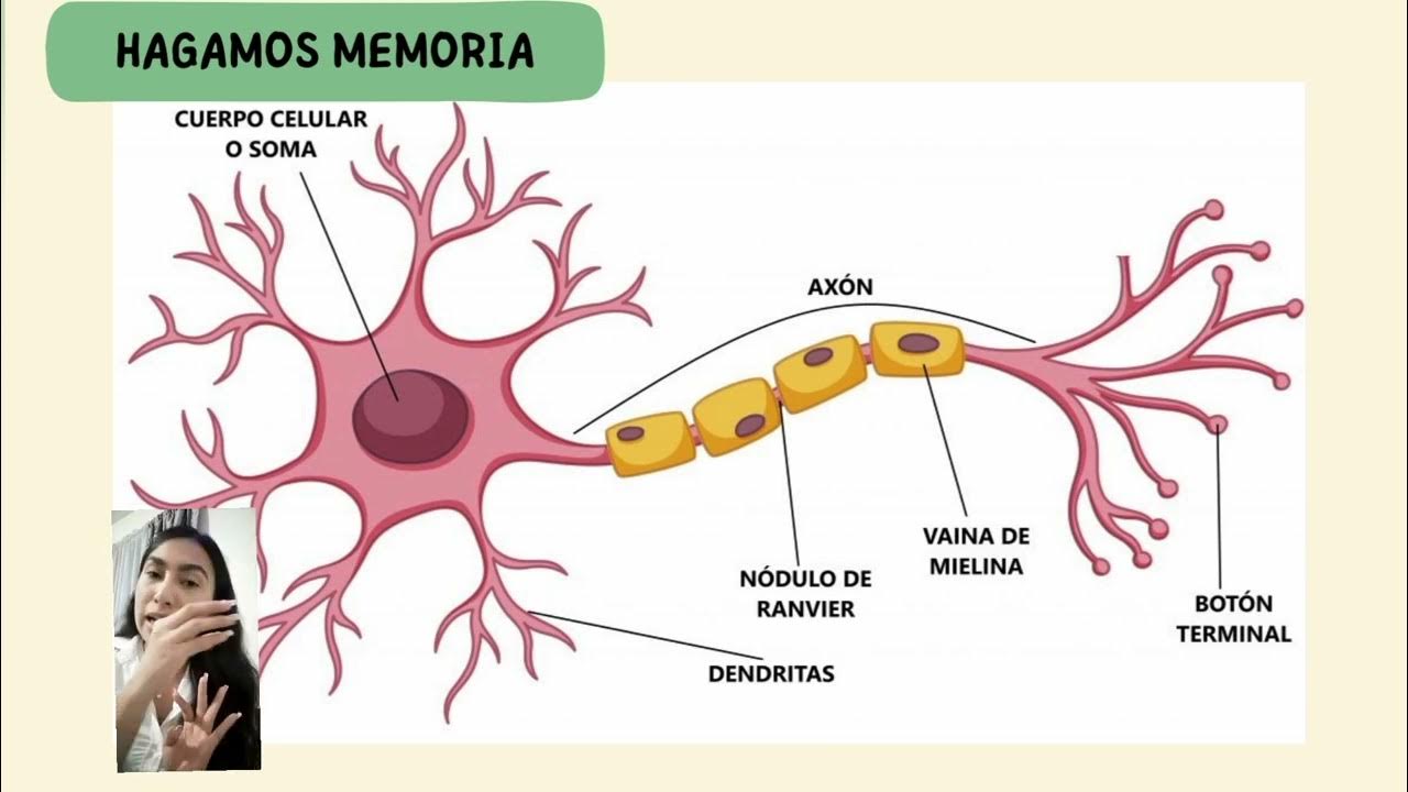 Cetosis neuronas