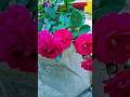 ফুল আমার নেশা, আমার মন ভালো করার ঔষধ। #flower #shortvideo #rose