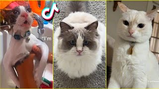 Funny Cats TikTok - Compilation 2024 #3