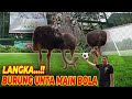 LUCU BANGET, REAKSI BURUNG UNTA GUE KETIKA DIAJAK MAIN BOLA