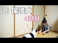 【保護犬】うちにきて４日、飼い主しかとされる。