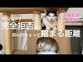 ［沖縄保護猫］#32（再）ぼろぼろガリガリだった元野良猫『ディノ』少し気を許しはじめた‥のか？#みぱね#cat#ディノ