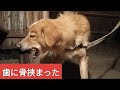 アライグマの死闘/歯に骨挟まった/没動画集