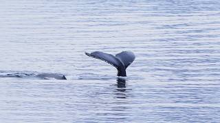 The tiny creature that feeds Antarctica
