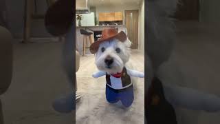 Cowboy dog outfit fancy dress cute Westie dog #fancydress #cutedog #cowboys