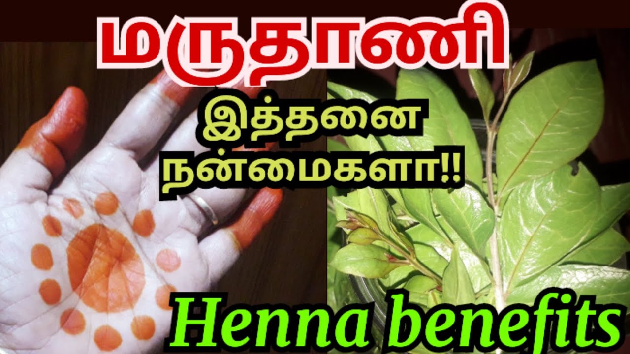 மருதாணி பயன்கள் maruthani benefits in tamil henna benefits YouTube