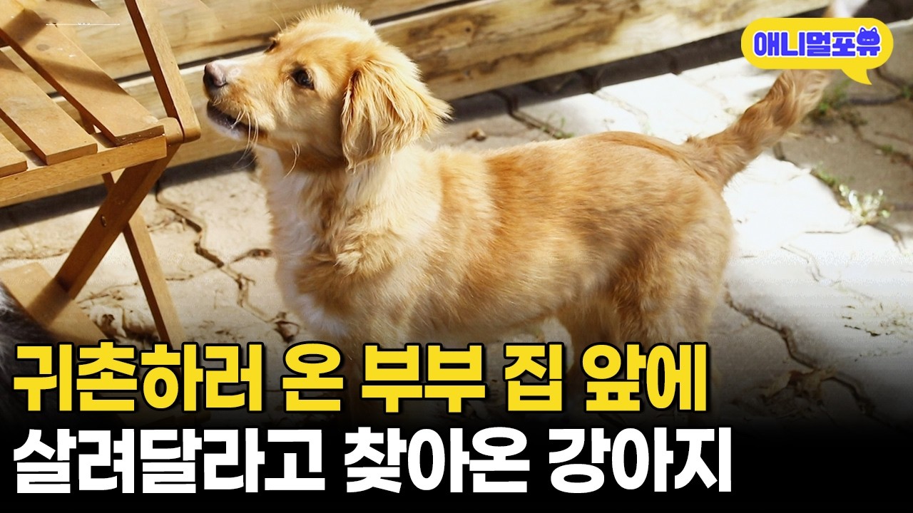 주인도 없이 어슬렁거리더니.. 스스로 마당으로 들어온 강아지?ㅣKBS 단짝 230422 방송