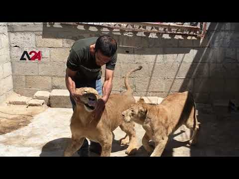 فلسطين- مربي أسود في غزة يقرر الاستغناء عنها لعدم قدرته على إطعامها
