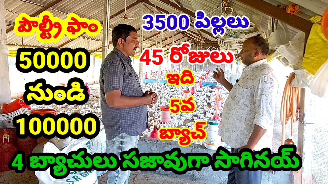 Poultry farming | broiler chicken farming | poultry farm full details | broiler chicken cultivation