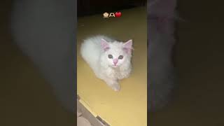 💕😘 #cat #catman #kitten #pets #catlady #funny #cute #comedy