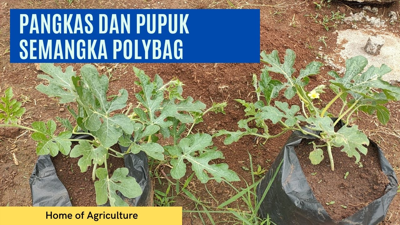 Pemangkasan dan Pemupukan Semangka Agar Cabang Seragam dan Buah Lebat  #Semangka Polybag Part 2