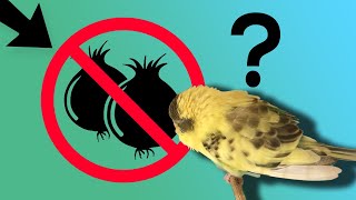 This food will kill your bird!