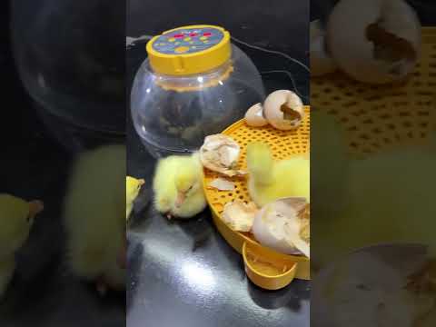 6 geese Hatched out of 6 eggs