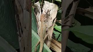 Garden lizard with prey in mouth