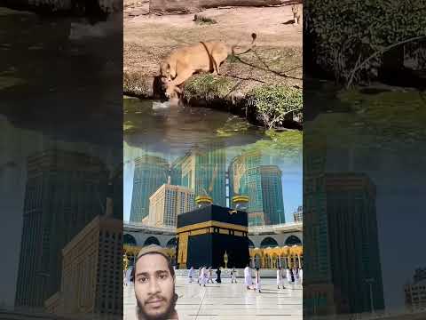 🌹Allah 🌹# lion's animal # viral # short # #youtube  video
