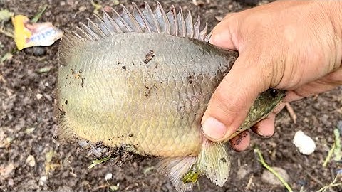 Tập 359 - Trúng Đậm Bầy Cá Trên Con Sông Mới, Quá Đã Nữa Rồi | Câu Cá Rô Đồng | Miền quê Tiền Giang