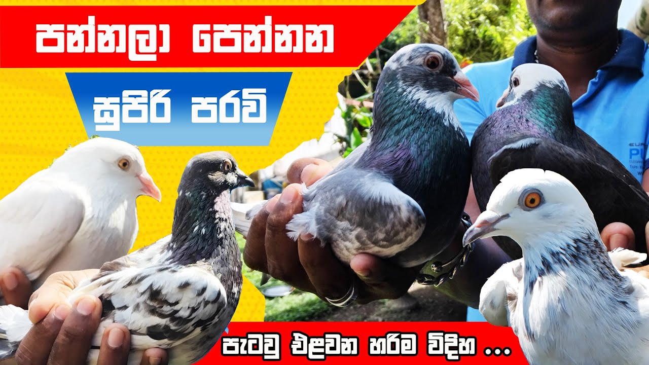 ( නුවන් අයියා - 2 කොටස ) පන්නලා පෙන්නන සුපිරි පරවි , හරියට පැටව් එලවන්නෙ කොහොමද | Royal Pets