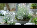 【GARDENS】鳥かごを使ったお庭のアレンジ5つ | 春の寄せ植え |Birdcage and flowers. | 【ガーデンズ】