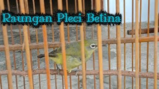 SUARA PLECI BETINA🔥 Bikin Teler Semua Pleci Jantan