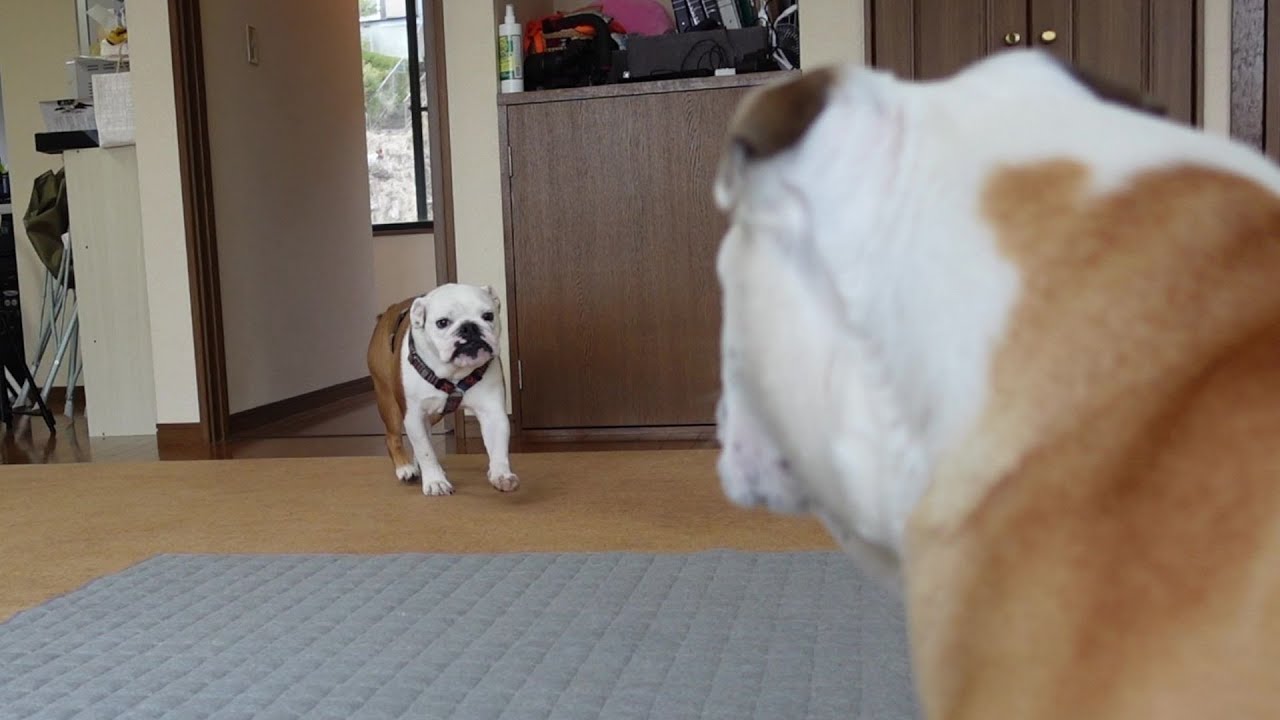 ぶるまる Here is Burumaru trying to act like a senior to the 3-month-old