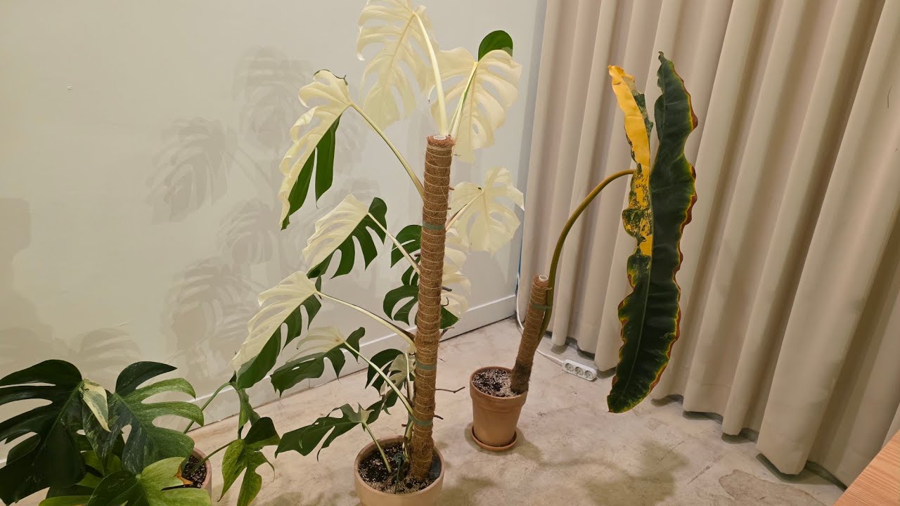 대양목재 몬스테라알보꽁짜로드립니다.