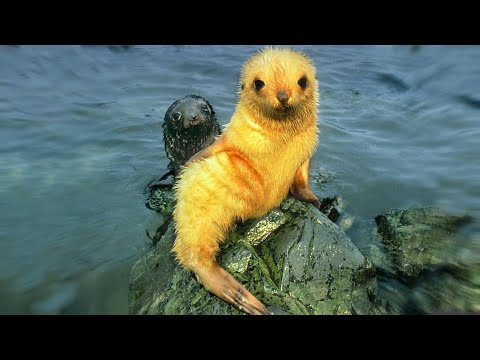 Video: What Animals Change Color