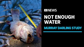 Murray Darling Basin not getting enough water where it's needed | ABC News