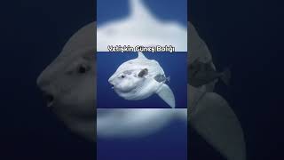 Daha Önce Görmediğiniz İlginç Hayvanlar