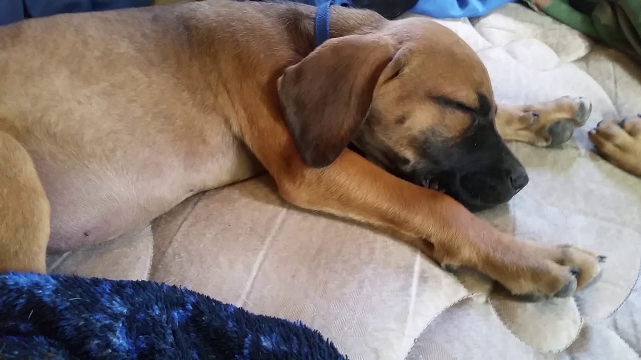 redbone coonhound mastiff mix