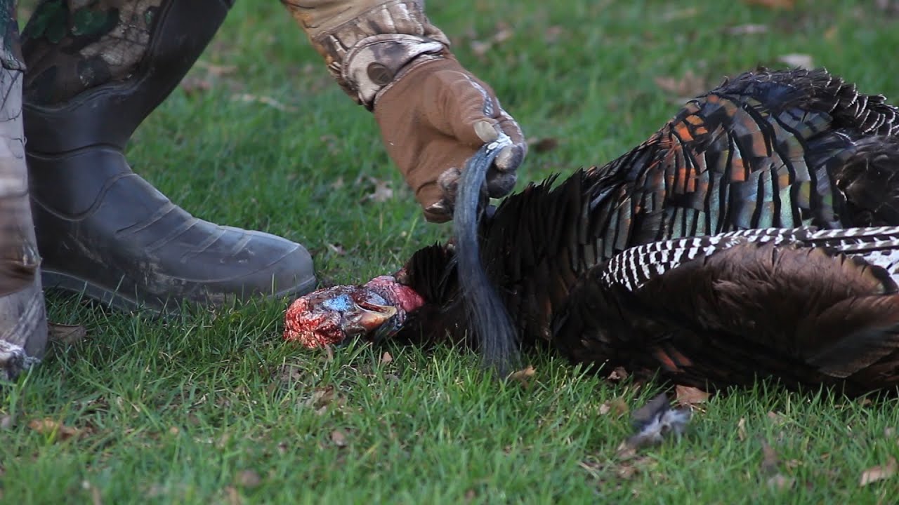 Life Hacks For Hunters The Easy Way To Remove A Turkey Beard You