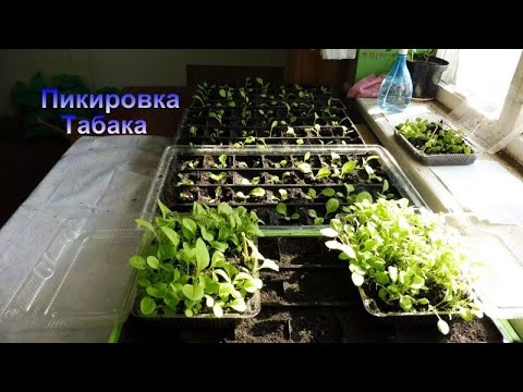 Как пикировать рассаду табака.