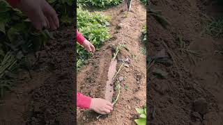 look how to plant sweet potato seedlings in farm in village #satisfying #shorts