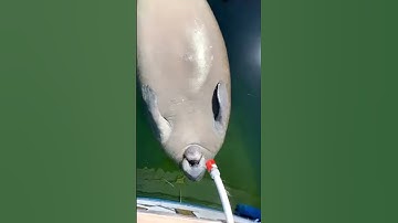A Really Thirsty Manatee