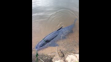 Bài mồi câu cá Trắm đen Mùa Đông và Mùa Xuân