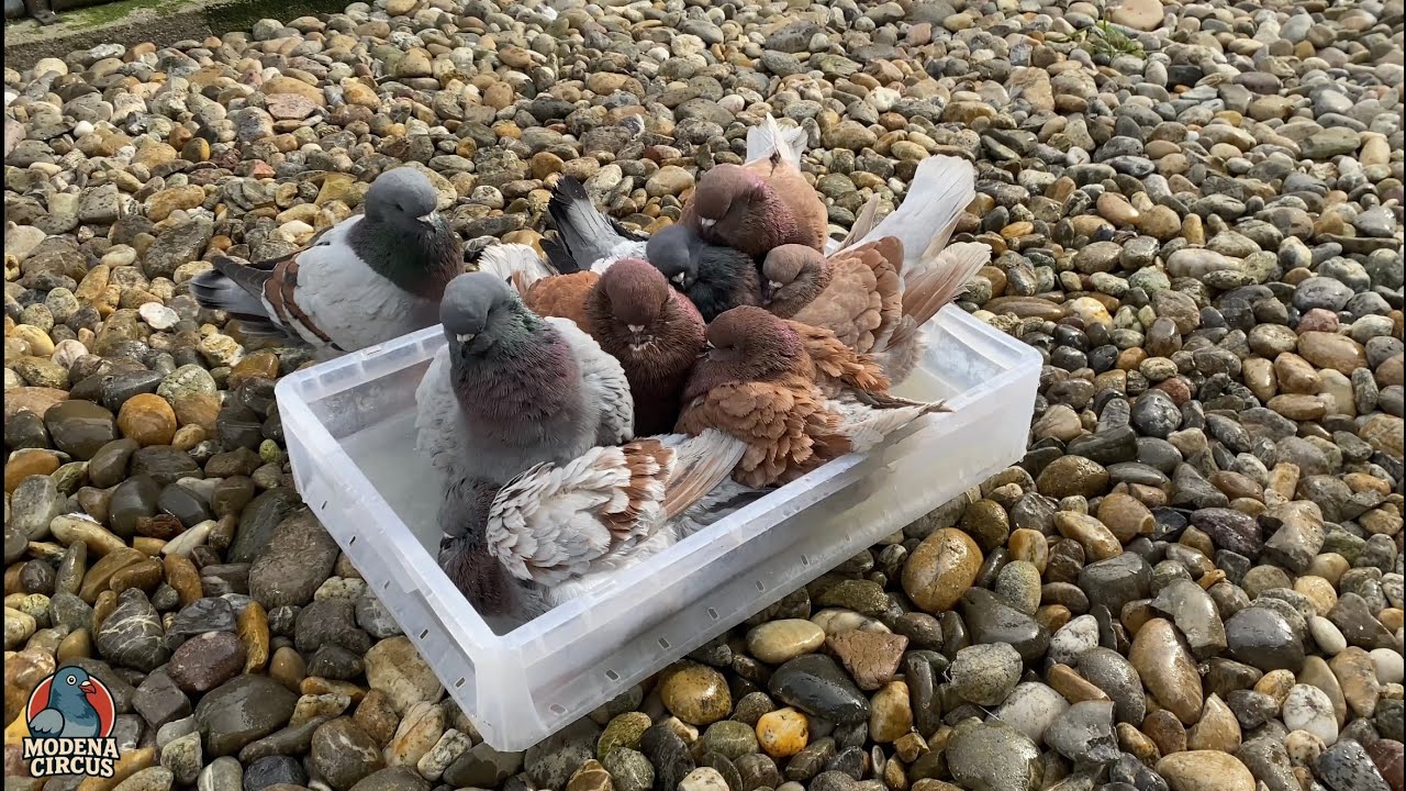My Pigeons’ Spa Day | Fancy Pigeon Breeds ⁴ᴷ