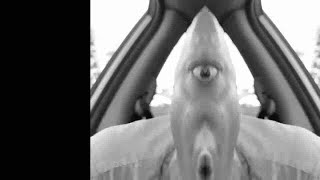 [YTP] CANTG FIND EPI PEN NEP IPE DNIF GTNAC