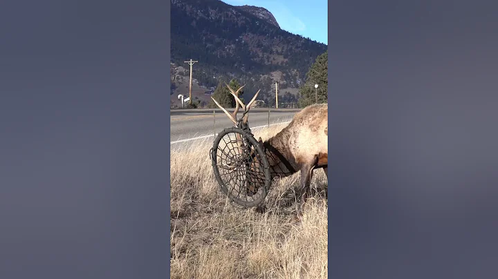 Elk Gets Antlers Stuck in Tree Swing || ViralHog