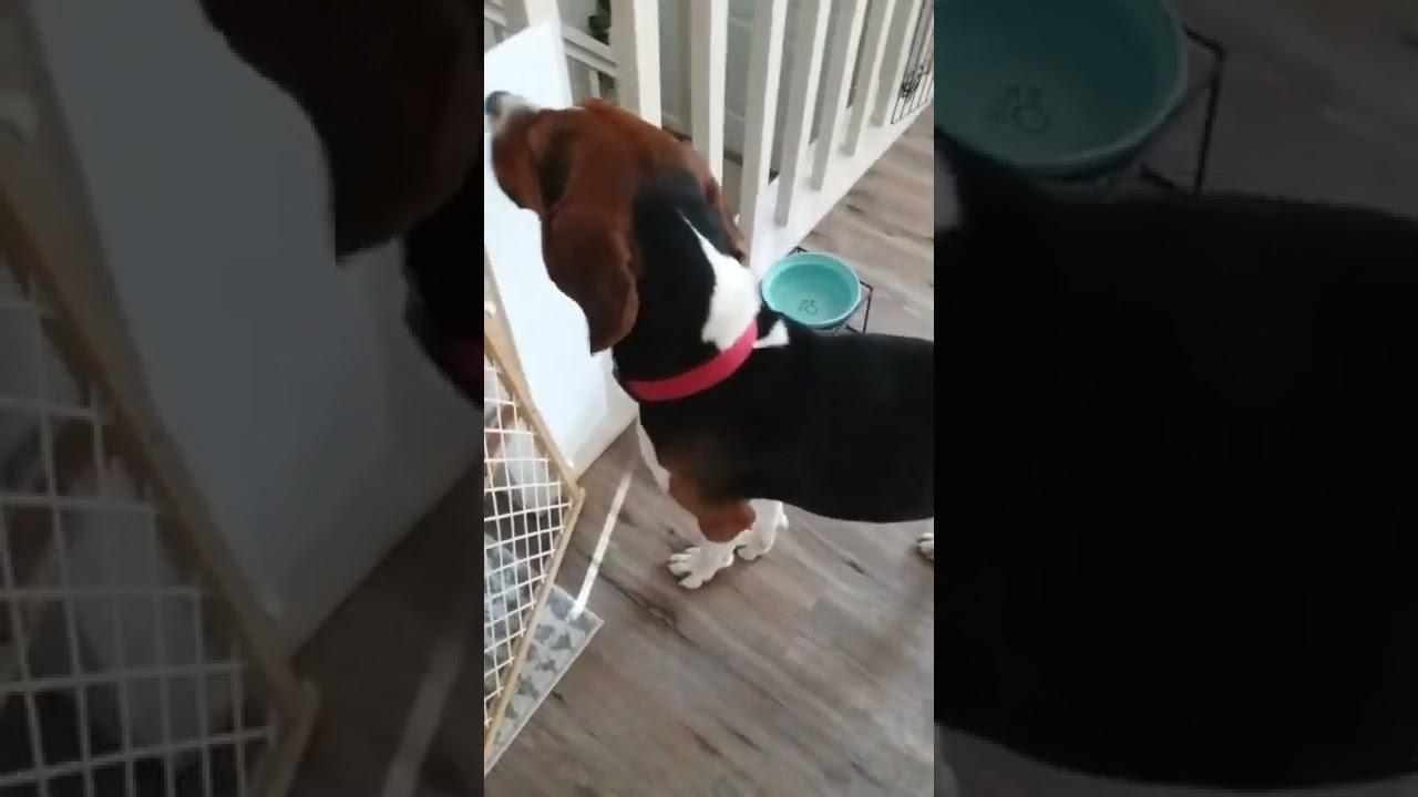 Treeing Walker Coonhound puppy & Whippet Freak Out