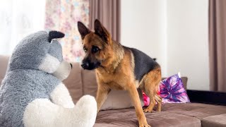 Funny German Shepherd Reaction to Fake Husky Dog