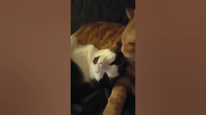 Cat Love