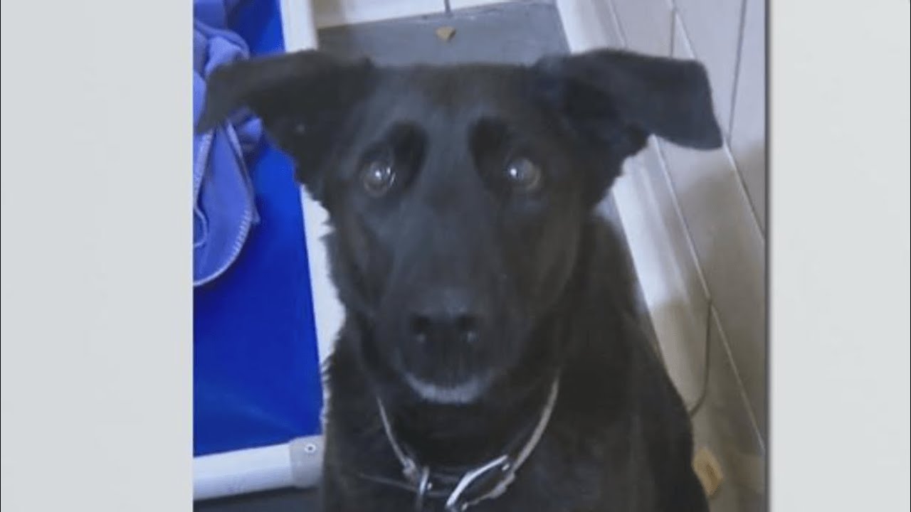Dog Abandoned Outside Pennsylvania Shelter Now Ready for Adoption - YouTube